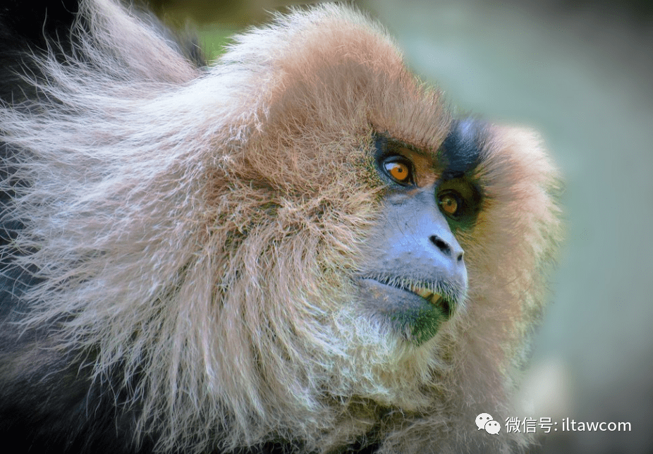 濒危的灵长类动物狮尾猴