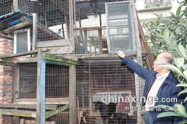 惊讶公棚决赛冠军72岁鸽主的鸽棚