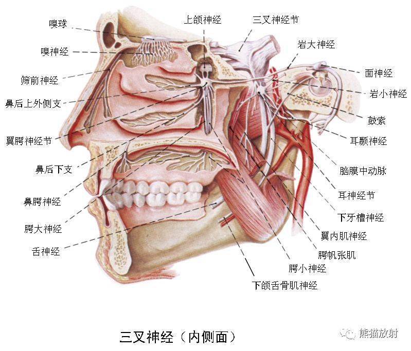 顱面頸部顱面骨眼眶腮腺等詳細解剖圖譜