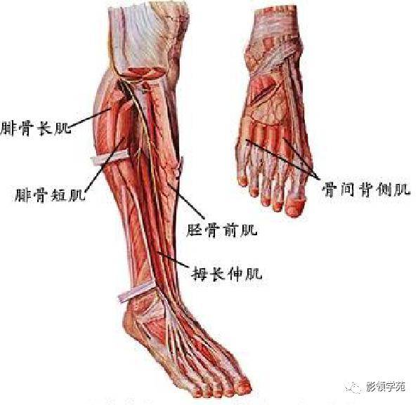 腹部動靜脈手掌動脈走向前臂動脈走向手臂動脈走向心血管系統韌帶系統