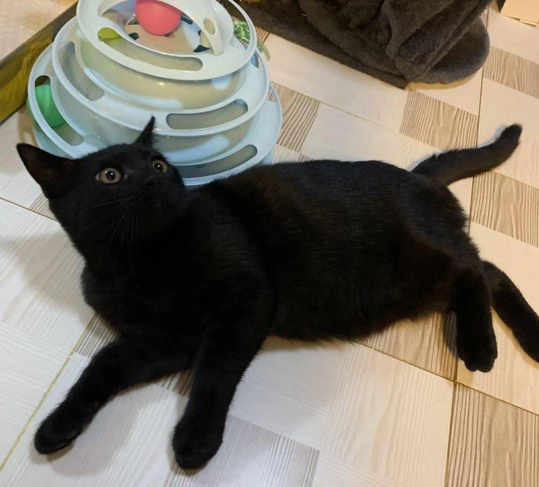 一大波罗小黑来袭玄猫合辑