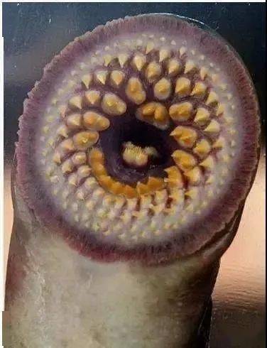 这些表情您都看过吗?惠存!_牙齿