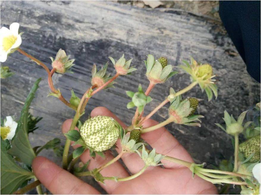 引起草莓僵果的原因有哪些僵果问题该怎么解决