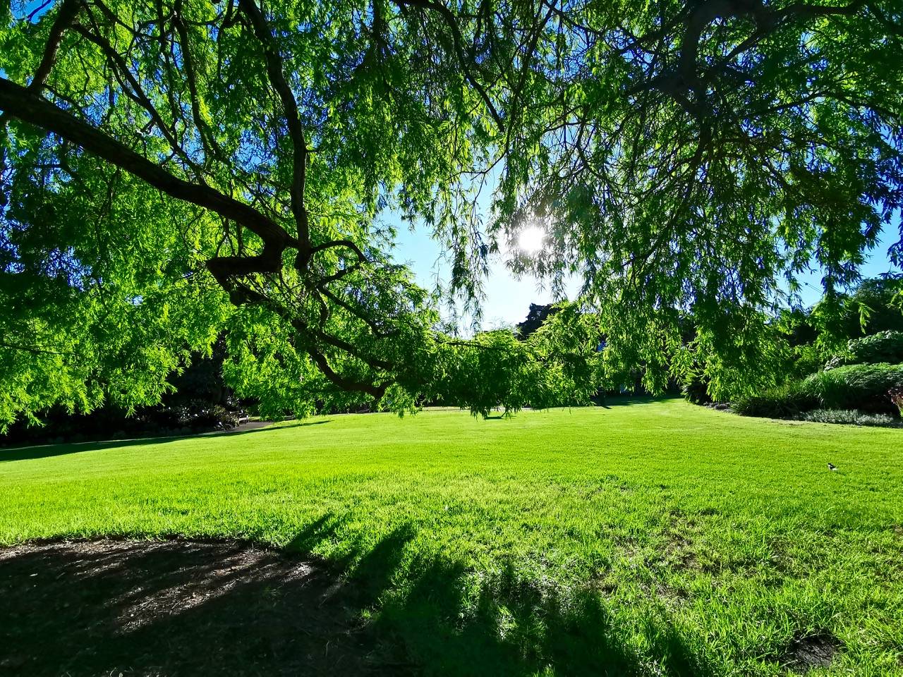 蓝天白云绿地!悉尼皇家植物园我的2020后花园