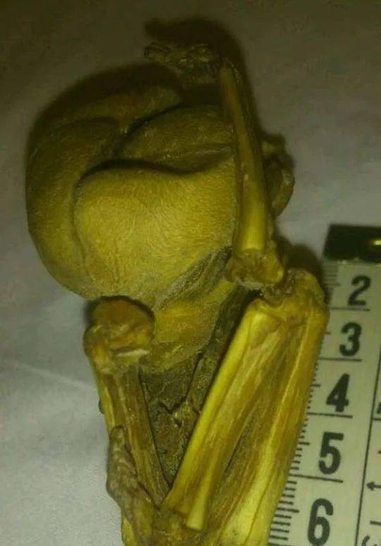 盘点那些诡异的人形生物外星人神秘生物