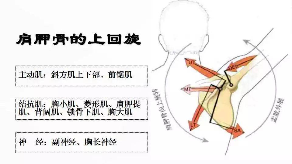 肩峰下撞击综合征图片