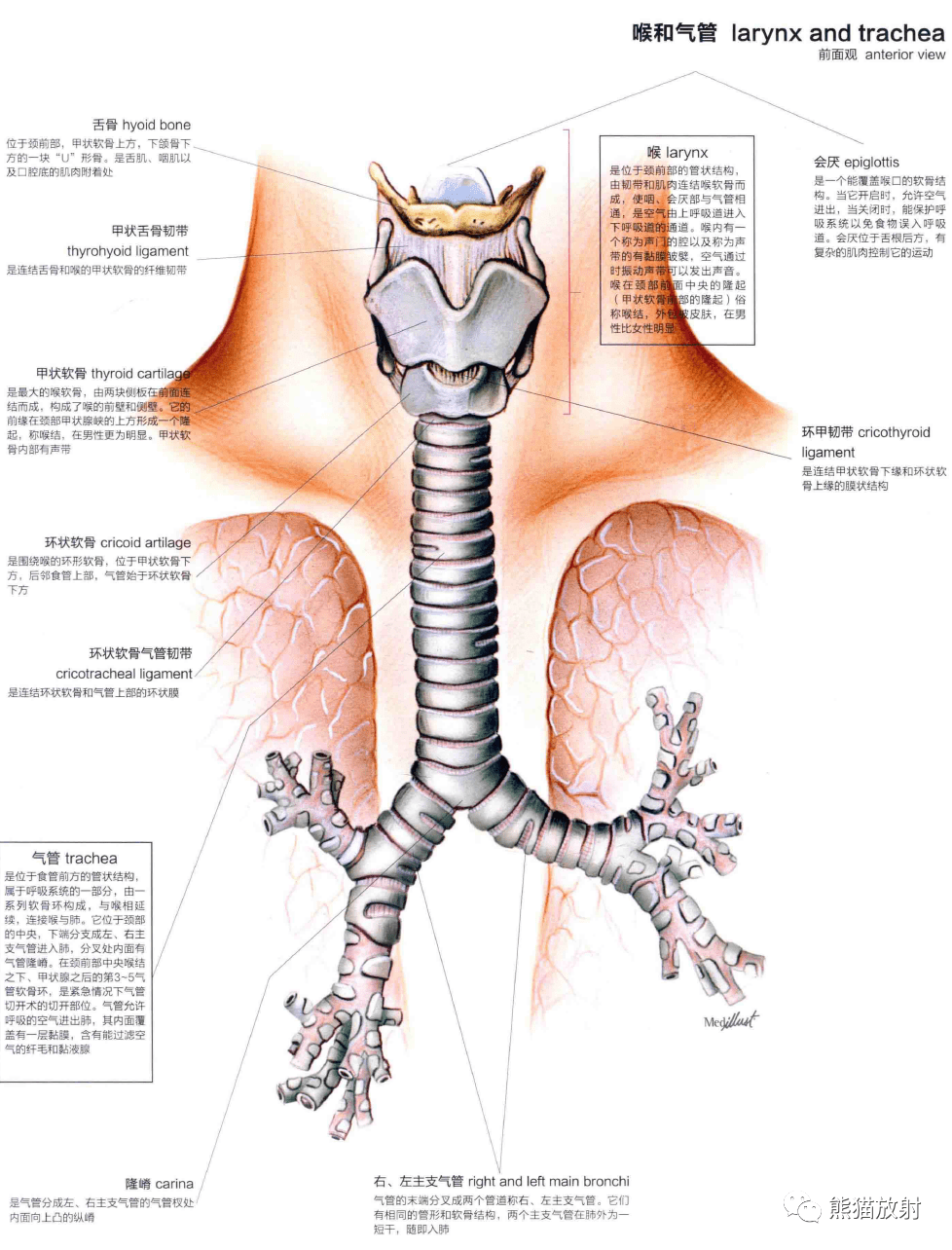 人体图谱丨呼吸系统上呼吸道肺支气管树肺泡