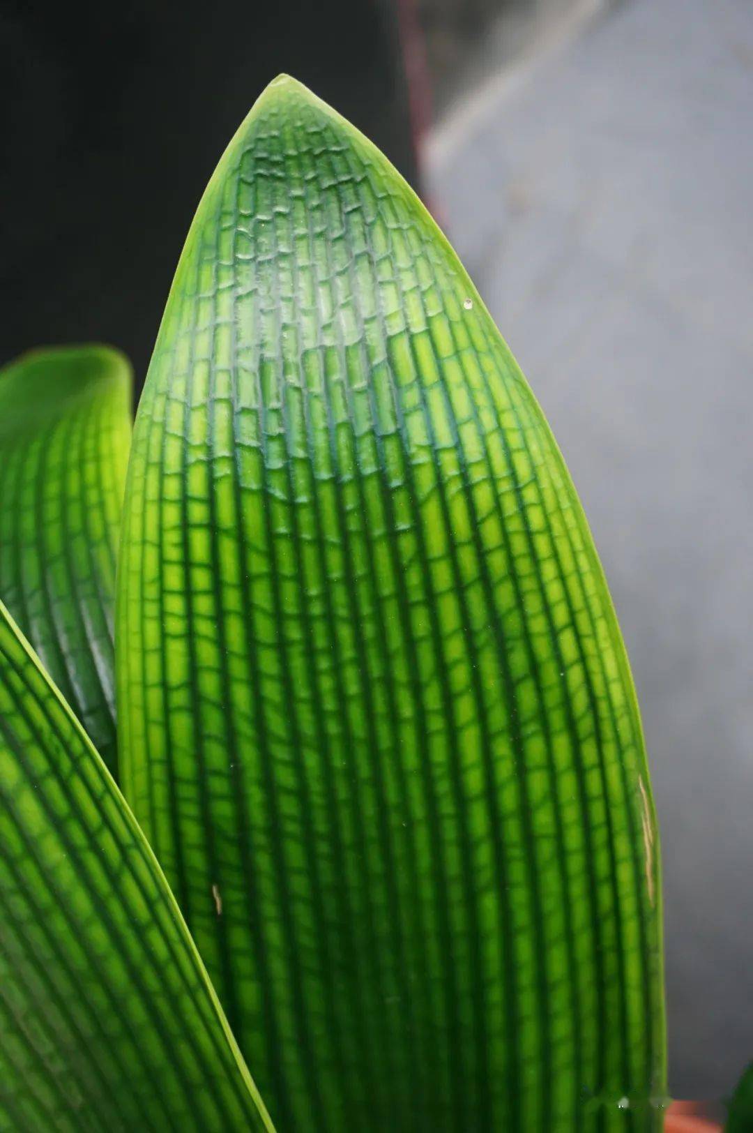 【一花一赏】自家基础兰 高纹 圆头 油匠花脸_续根