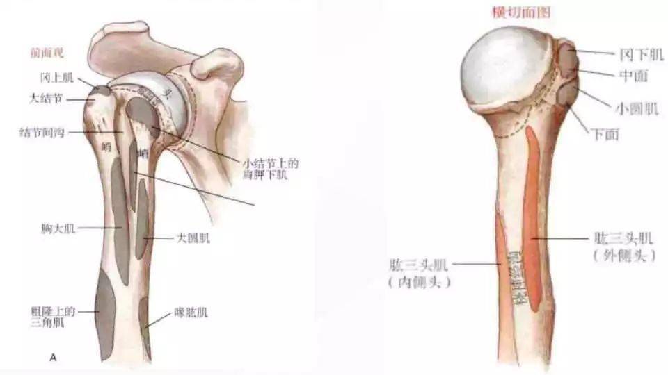 肱骨小结节嵴图片图片