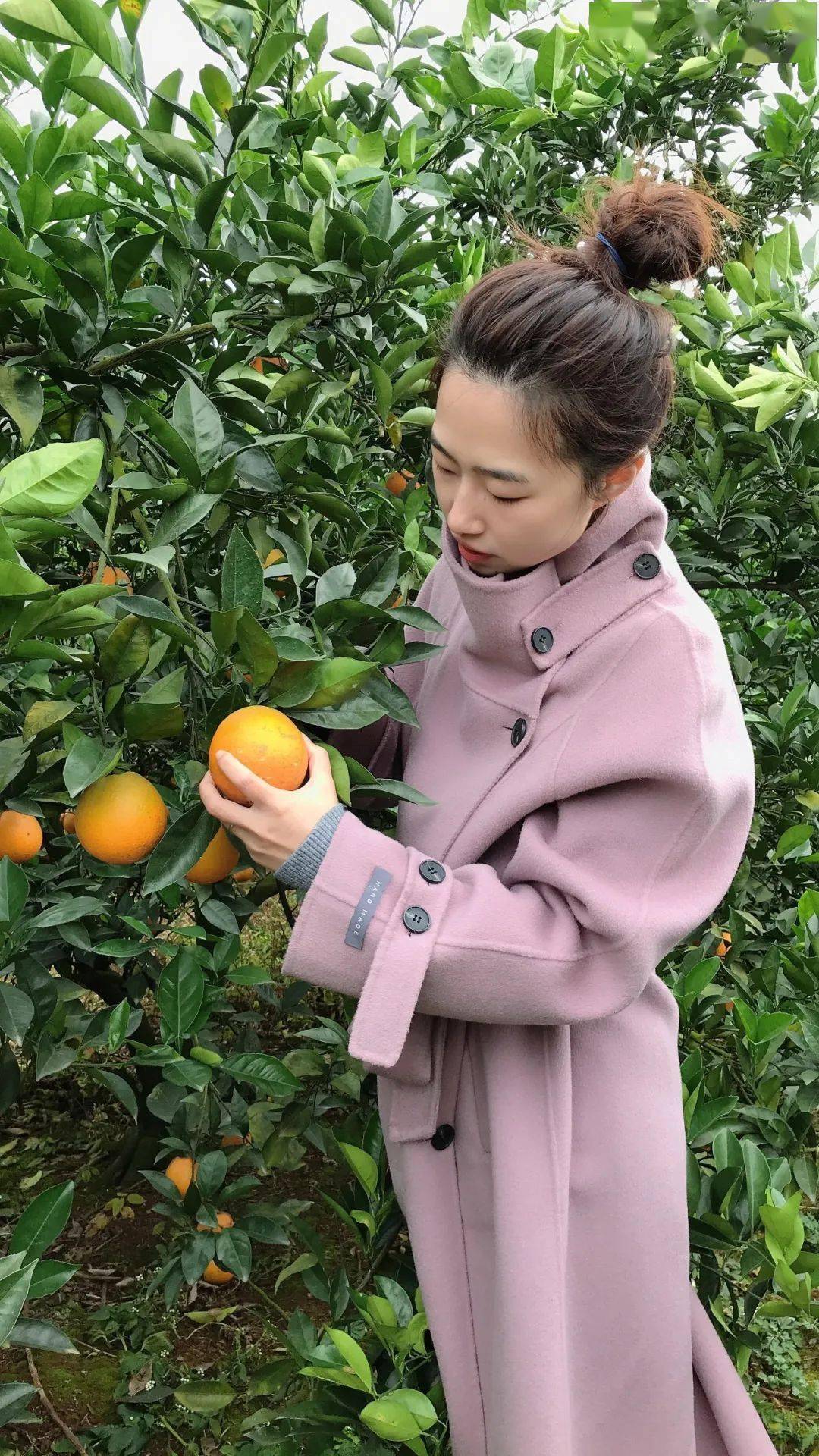 橘色田园果香四溢东方艺术中心户外活动