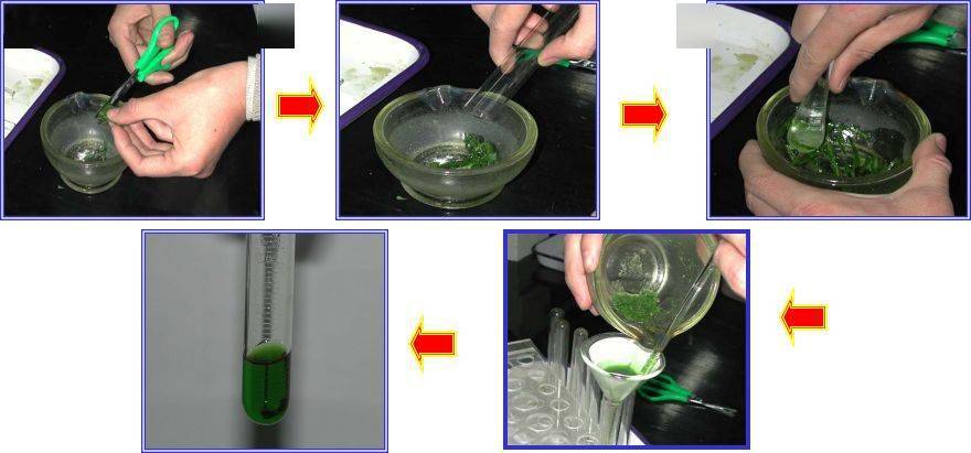 实验:绿叶中色素的提取和分离