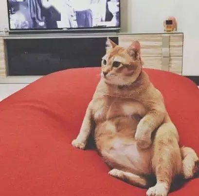 主人不信他家的橘猫是胖子剃毛后橘猫秀出了腹肌