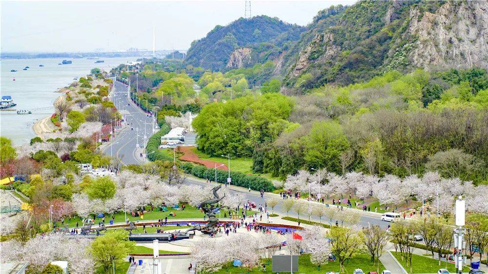 幕燕滨江风光带由43个品种,5052株樱花打造最美"樱花大道".