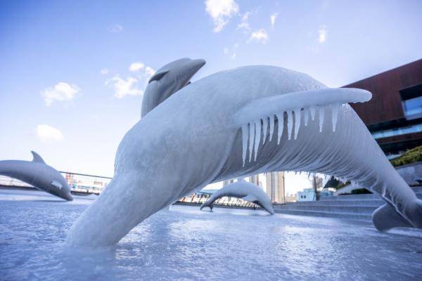 12月30日,青岛胶州湾东岸海边的海豚雕塑结冰.