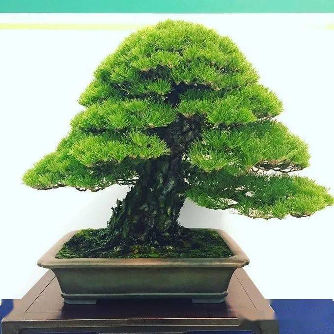 首先来说一下黑松(别名白芽松),原产于日本于上世纪初引入中国,黑松