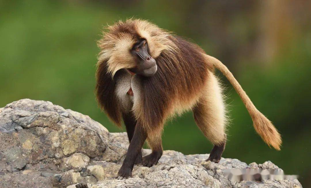 动物世界狮尾狒