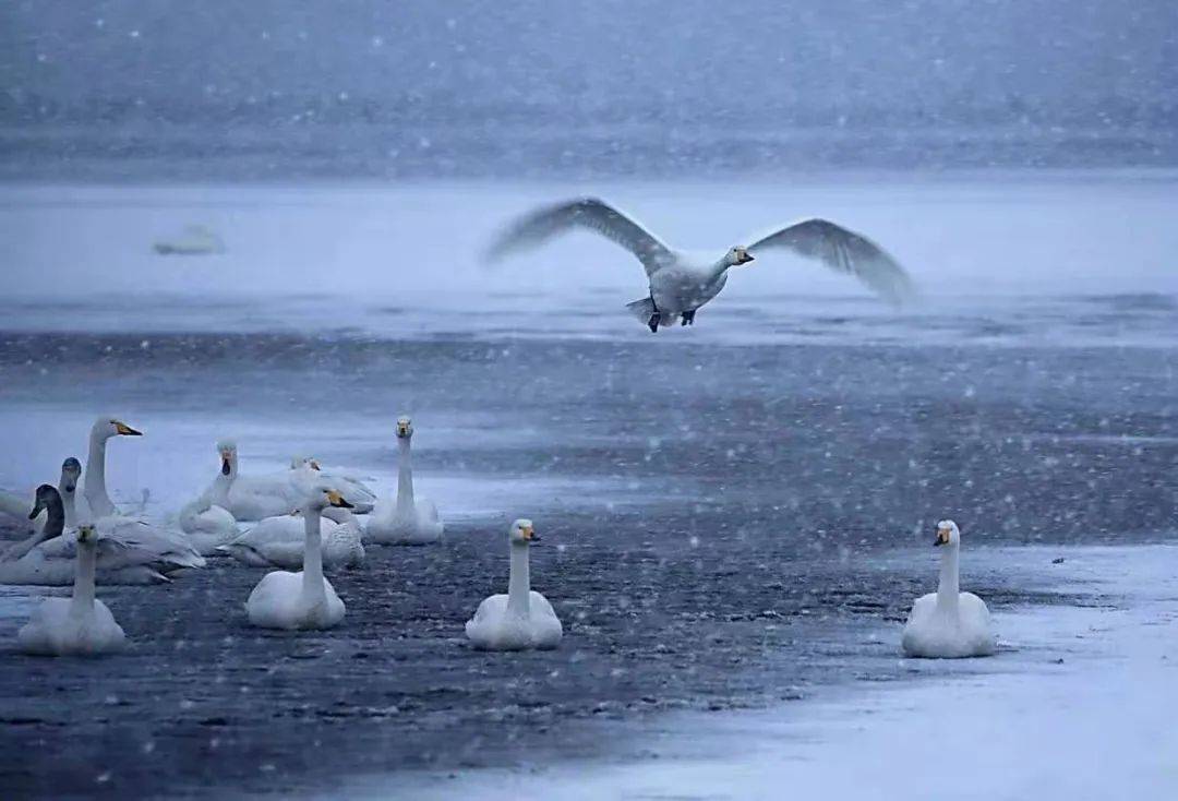 天鹅沐雪图风雪摄影人鹅舞雪花飞