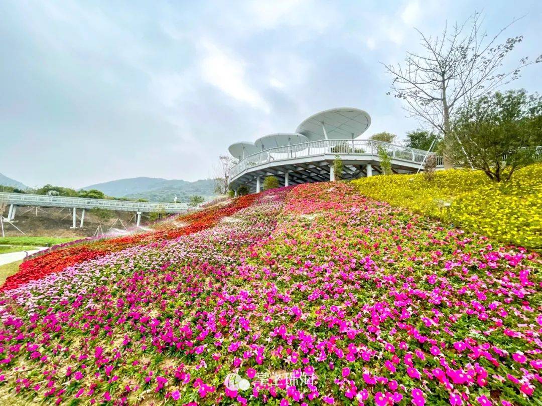 珠海这里竟藏着"蓬莱仙境"!今日起免费开放!