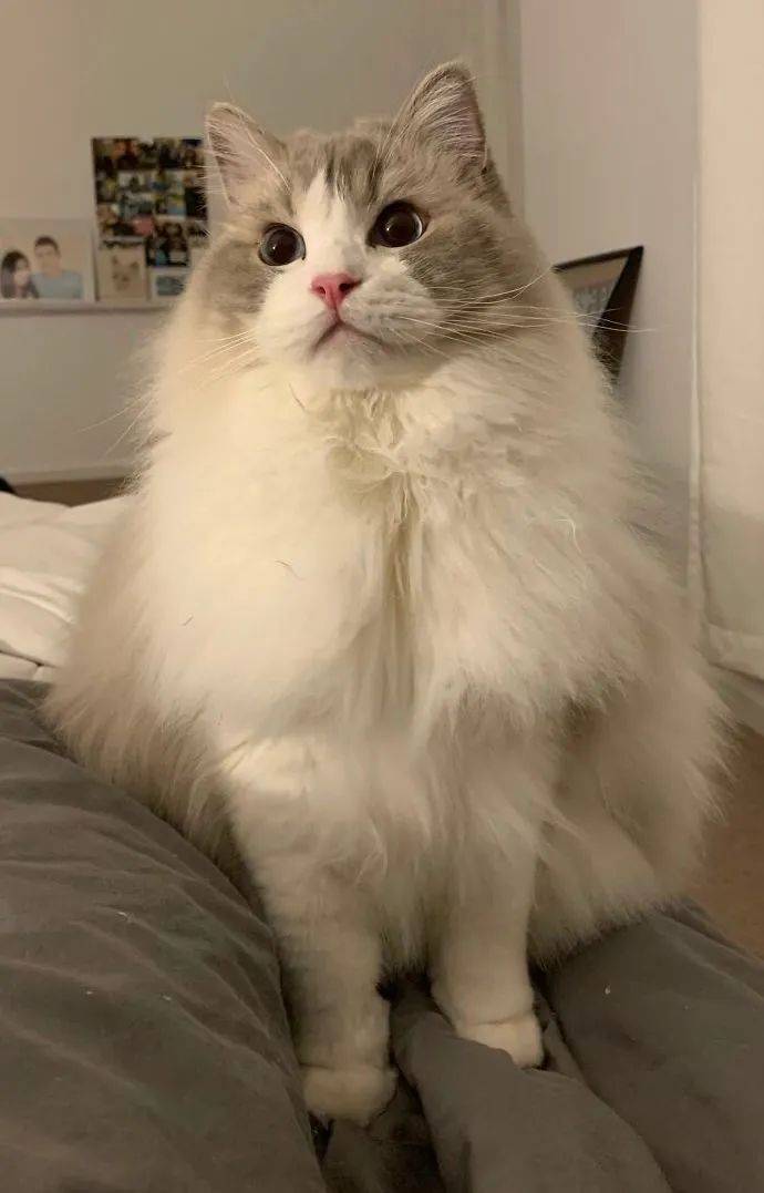 毛绒绒猫咪大赛!