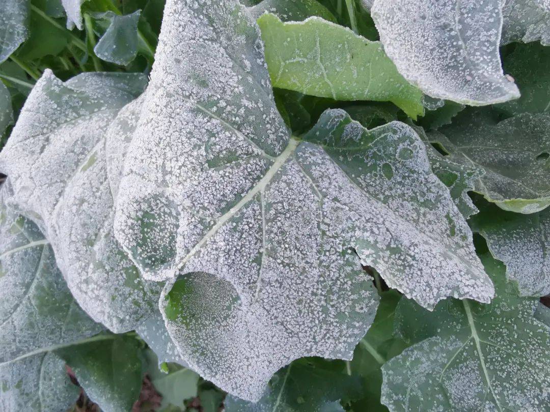 【雪落高山霜落洼】