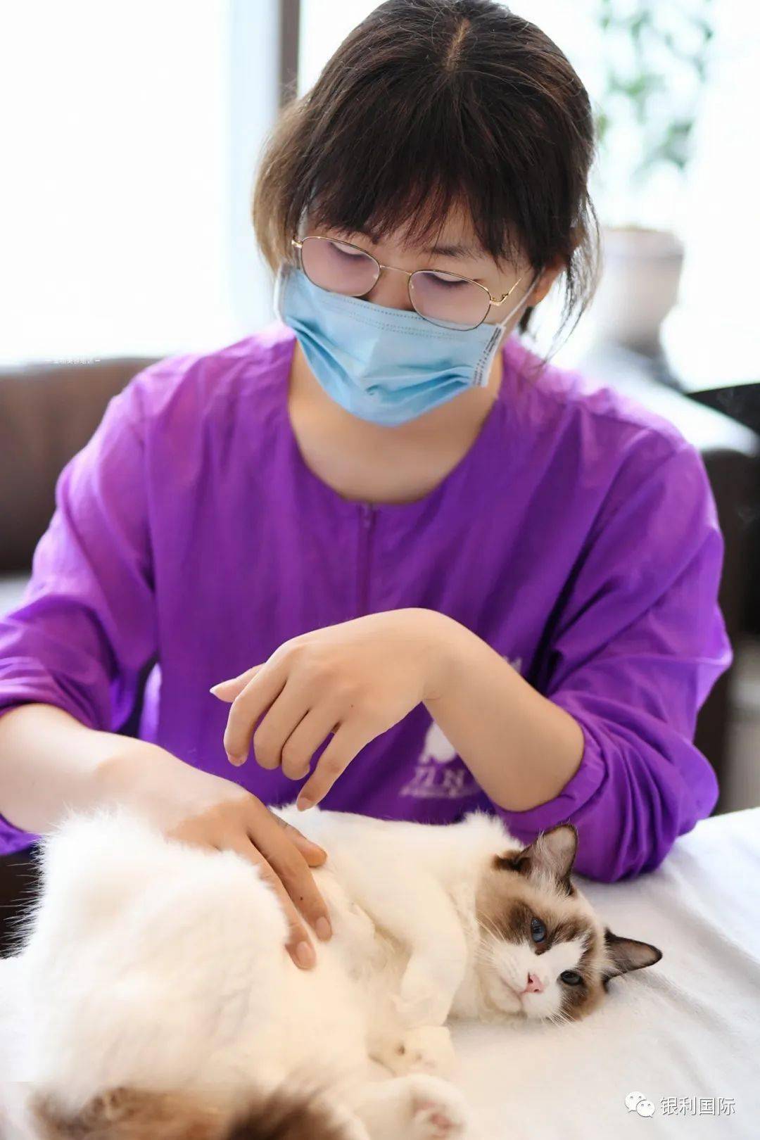 猫课,只是给猫主子洗澡?