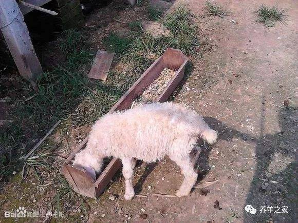 【畜牧业技术指导】羔羊腿软,站不起来,虚弱,有可能是这3种病!
