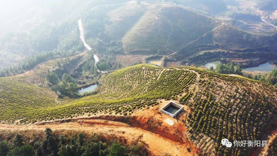 每公斤10000元衡阳这个地方村民在荒山里种黄金年产值超亿元