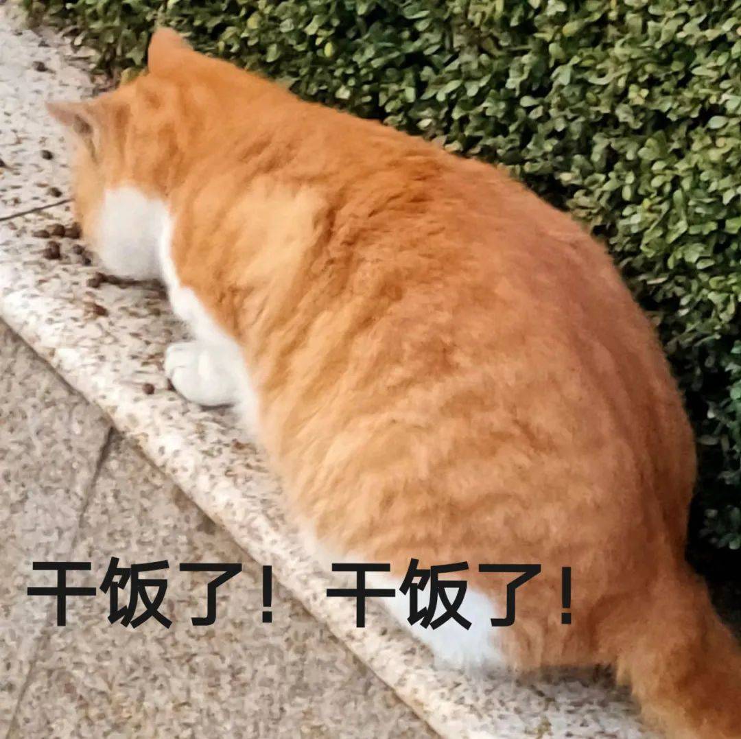 什么你还没有这套南审猫猫表情包