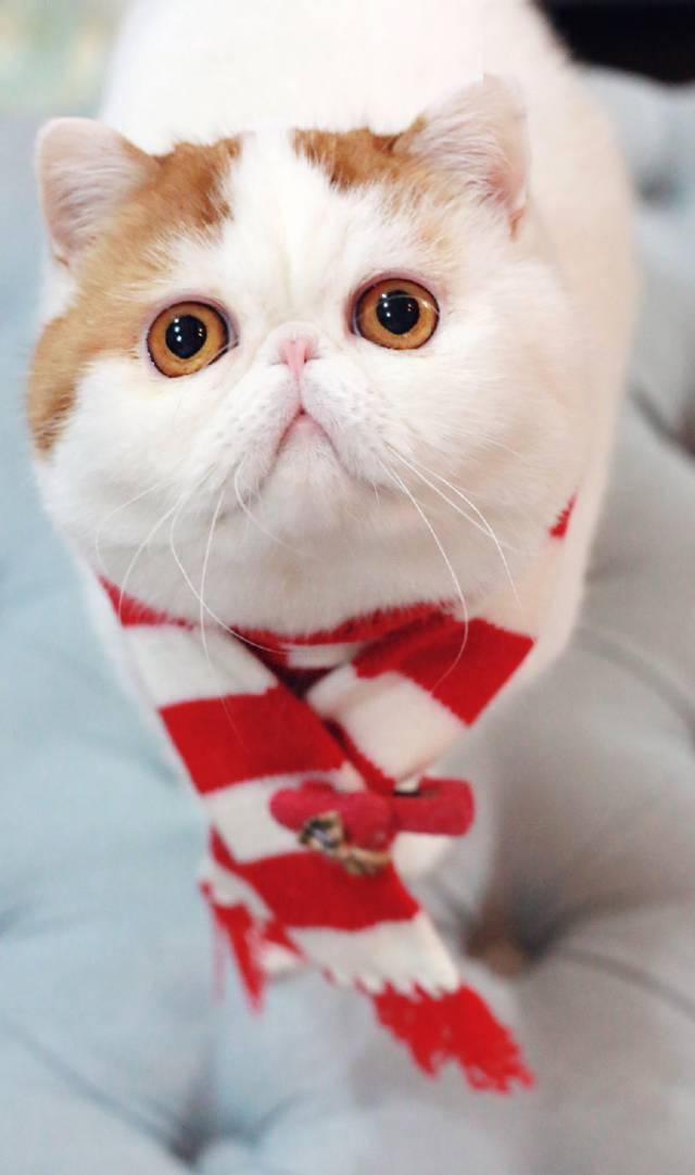 惊艳这只喵竟然长了一张超可爱的大饼脸