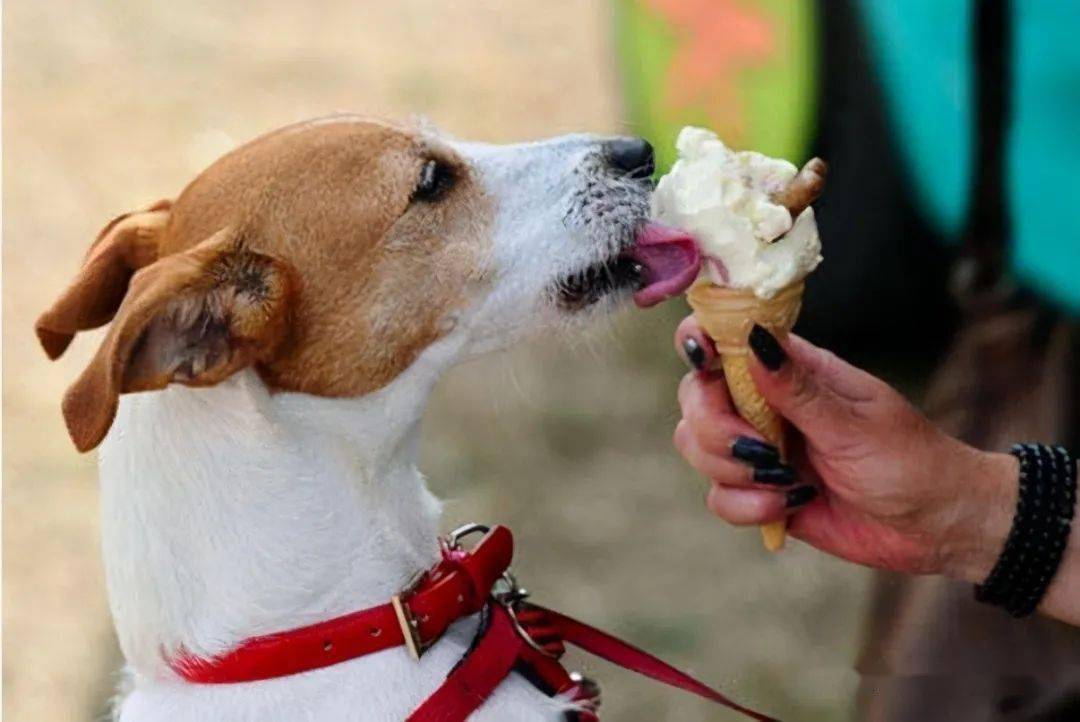 狗狗吃人食好嗎這份食物紅黑榜建議收藏