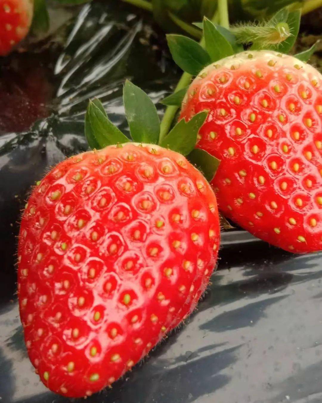 荣昌本地草莓熟啦!采摘路线出炉