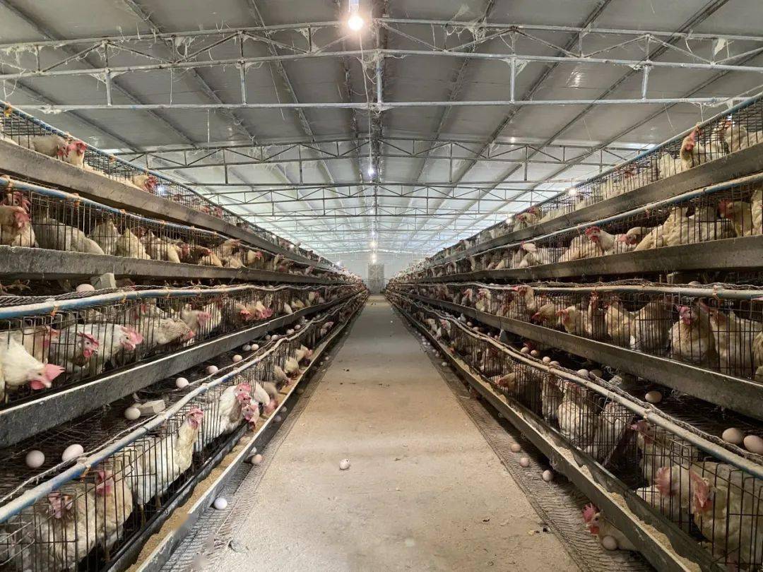 月销售额20万,喜头蛋鸡养殖基地孵出「发财蛋」