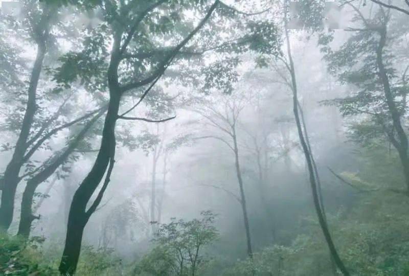 精選|《霧中風景》入選作品_蘇繼平