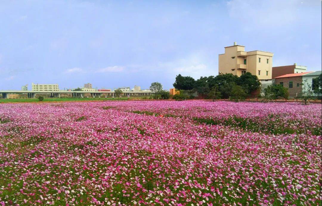 东莞格桑花花海图片