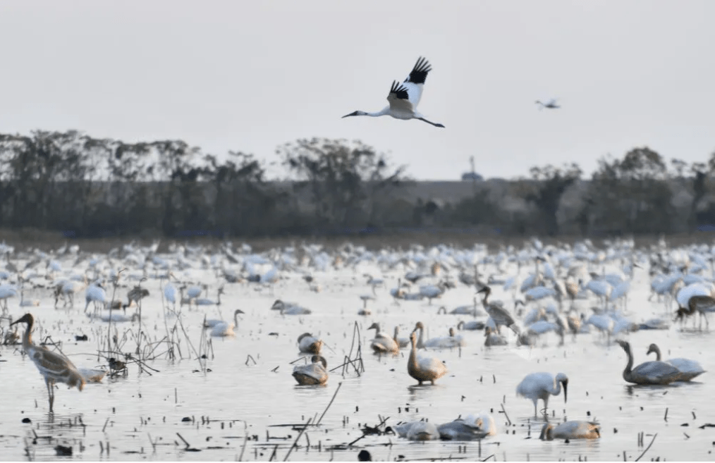 鹤汀凫渚乐彼之园南昌高新区白鹤小镇打造精神的原乡