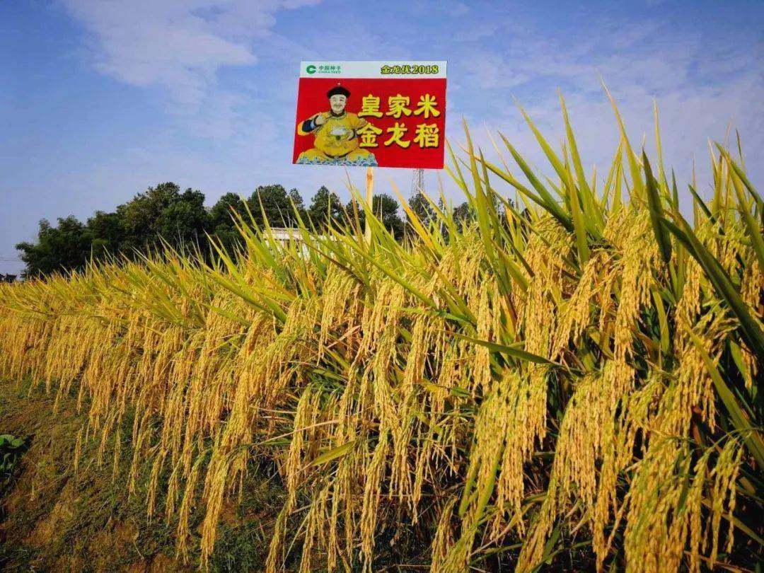 川种种业三个品种入选绵阳市主推品种