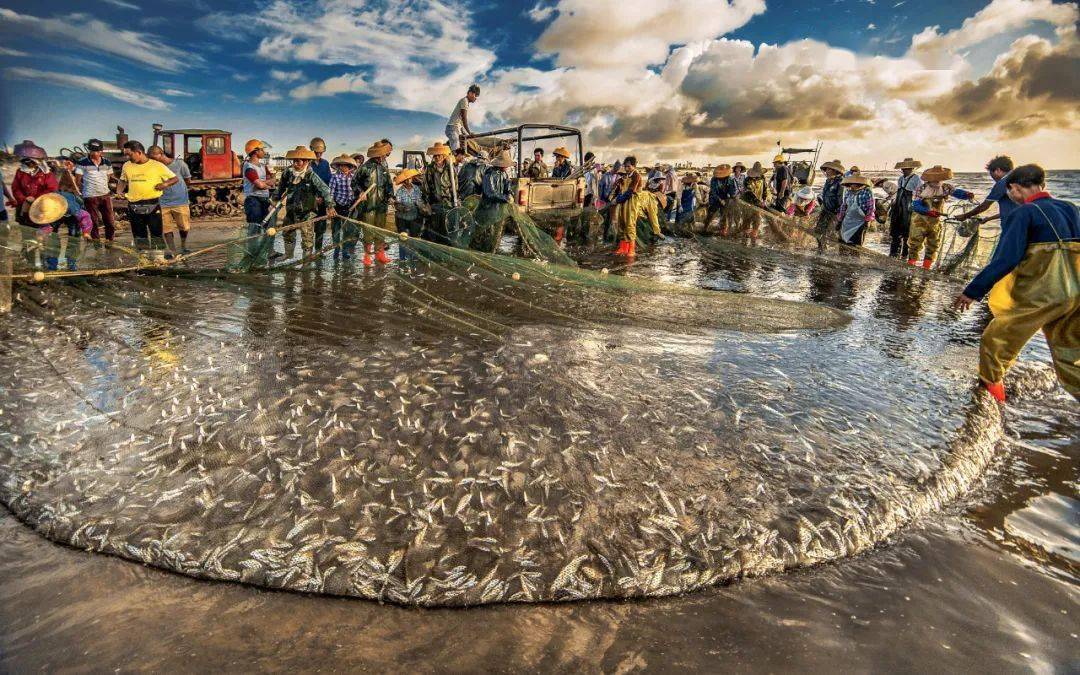 南三岛 关威 摄收 网来 自 海 洋 的 馈 赠鱼从箩筐里滑出来与大地