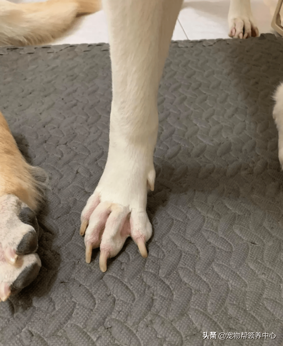 让老公帮两个狗狗剃脚毛,妈回家惊见"巨型鸡爪"差点晕了