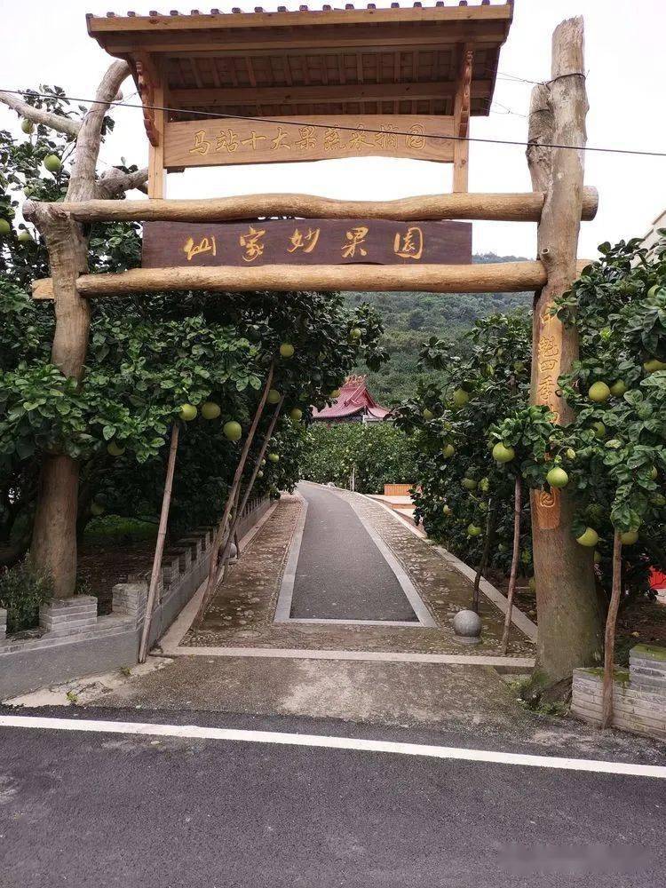马站四季柚主题公园