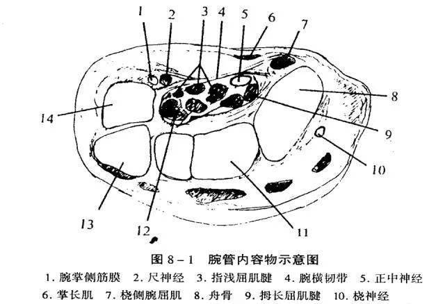 腕管结构图片