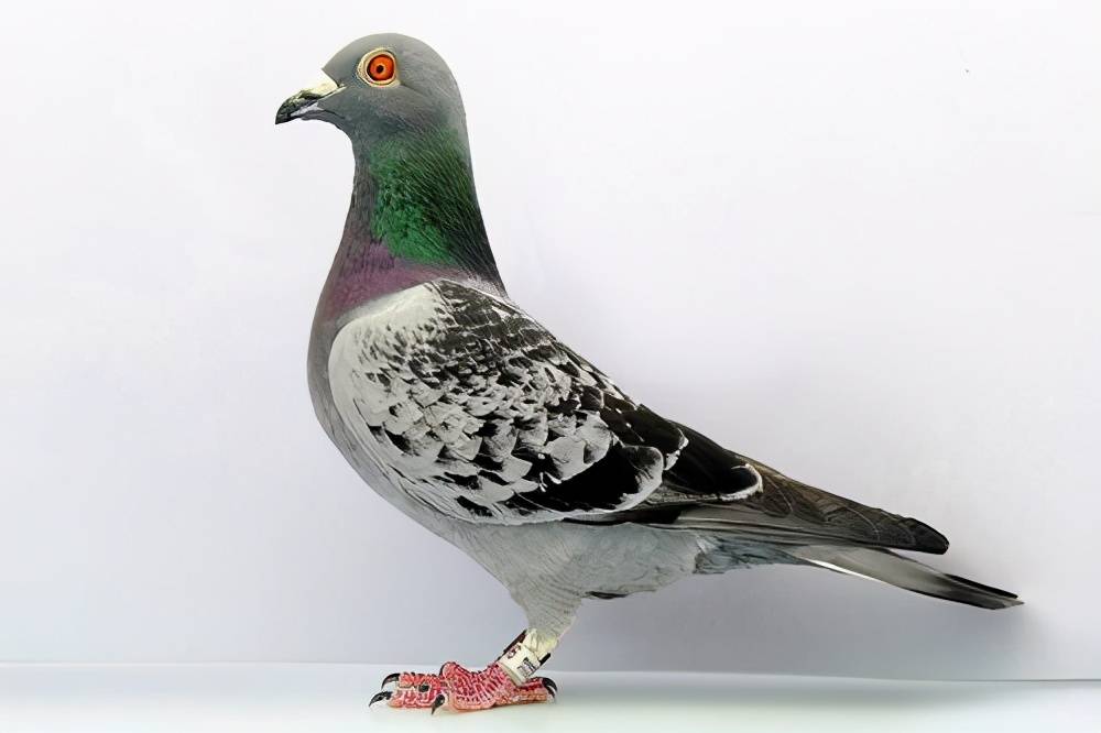 用来杂交配对的种鸽,有这些特点最好