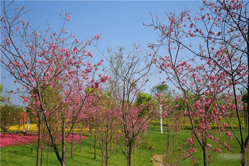 弥勒太平湖公园里的樱花谷云雾与冬樱花同框,如梦如幻似彩霞,游客们