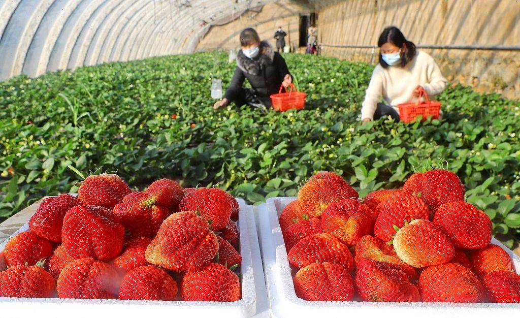河北秦皇岛:反季节草莓采摘助农增收