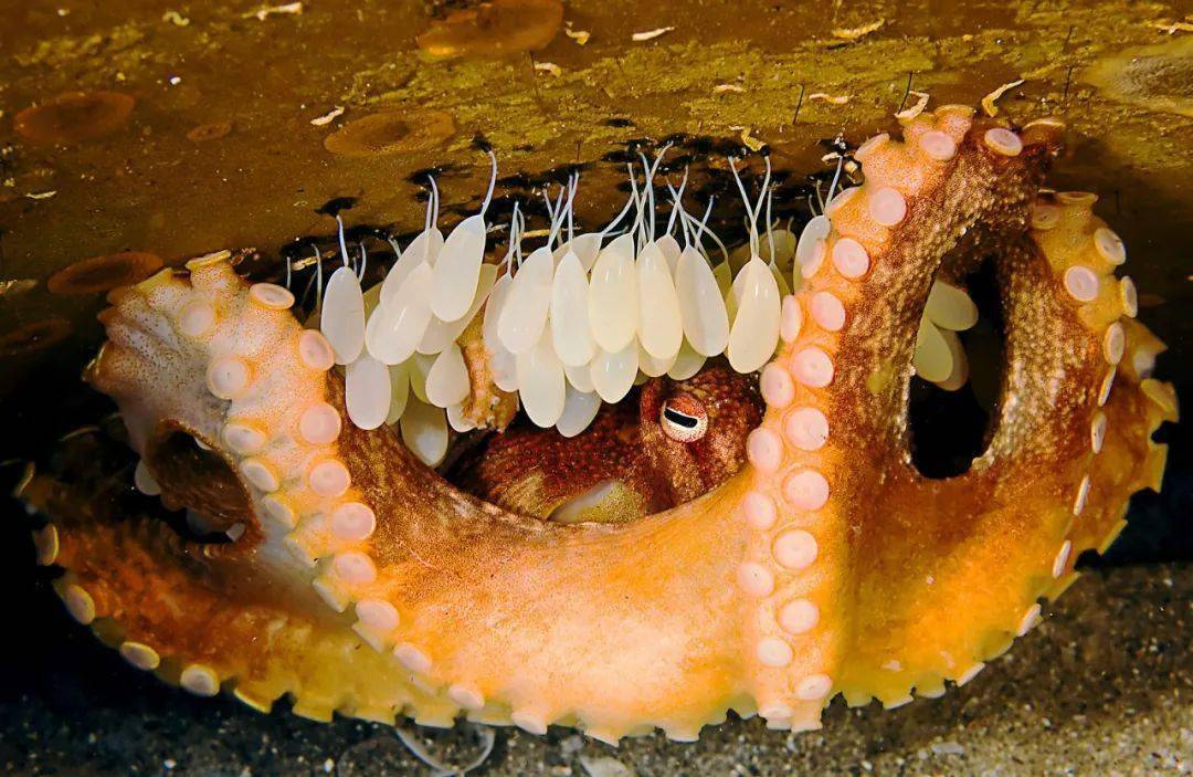 73章鱼妈妈守护着卵宝宝~章鱼说:我是这套故事书的主角我们无法知道