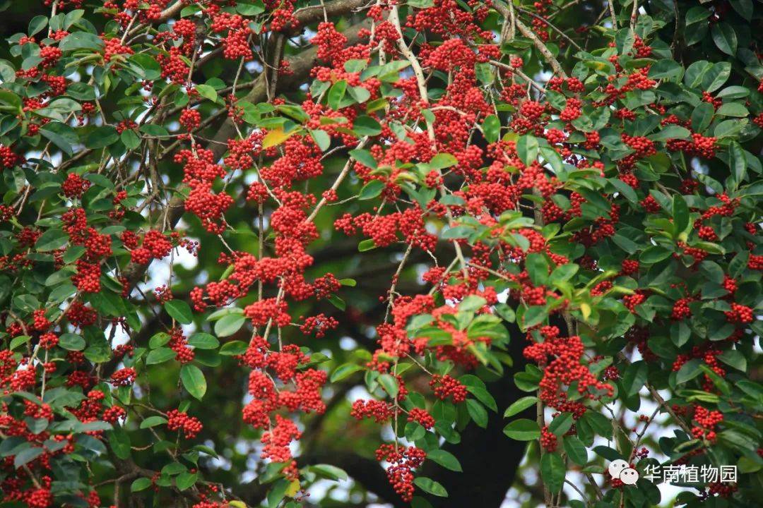 红透半边天的铁冬青果实