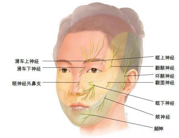 人体脸部神经图图片