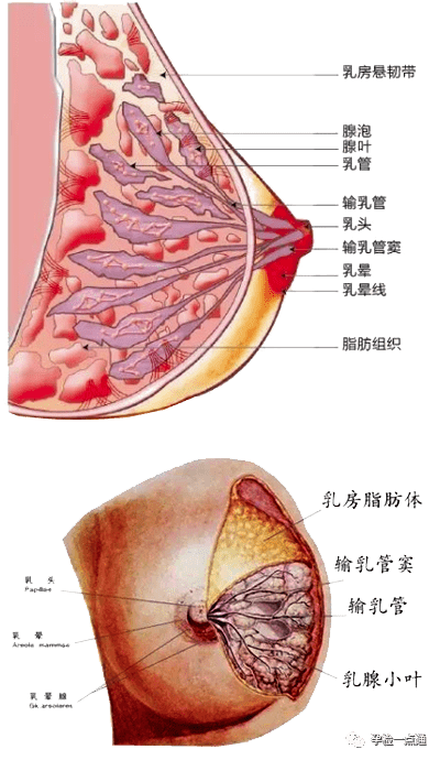 局部脂肪沉着增加