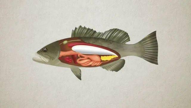 放生大海的鱼,为什么要在鱼肚子上扎一个洞?