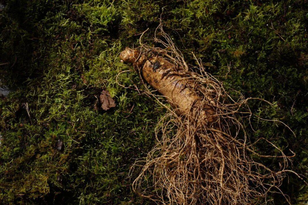 不要被几千一支的人参给忽悠了,我们这里其实才几块钱一支