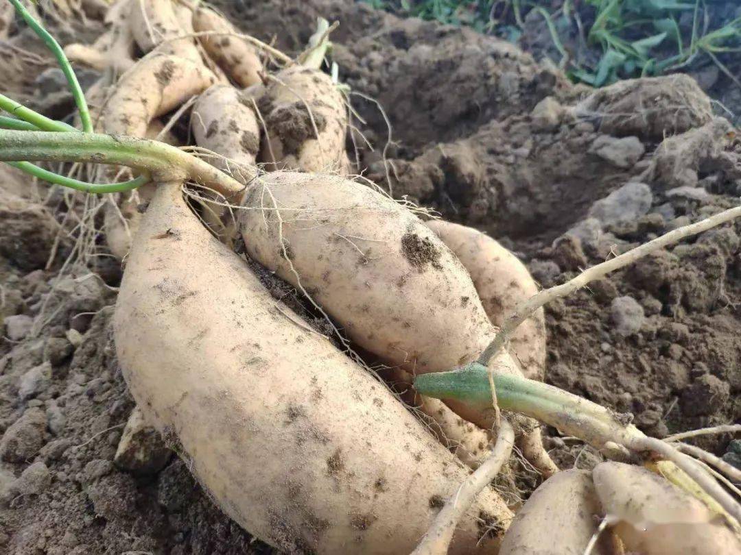 都忙于收获成熟的金薯,虽然今年天气干旱,但由于金薯属旱粮作物